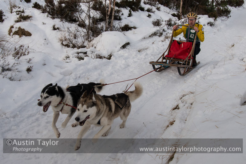 Class D Racing Team in the 30th Siberian Husky Club of GB Arden Grange Aviemore Sled Dog Rally 2013