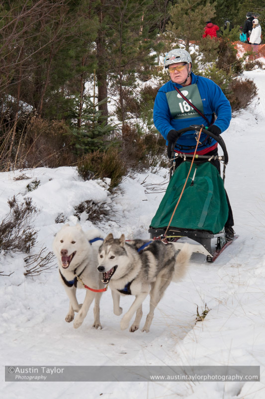 Class D Racing Team in the 30th Siberian Husky Club of GB Arden Grange Aviemore Sled Dog Rally 2013