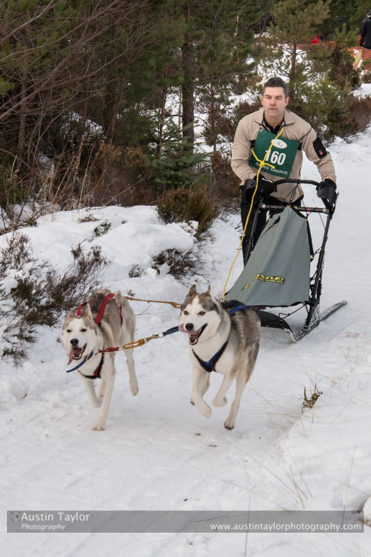 Class D Racing Team in the 30th Siberian Husky Club of GB Arden Grange Aviemore Sled Dog Rally 2013