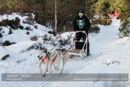 Class D Racing Team in the 30th Siberian Husky Club of GB Arden Grange Aviemore Sled Dog Rally 2013