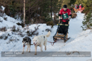 Class D Racing Team in the 30th Siberian Husky Club of GB Arden Grange Aviemore Sled Dog Rally 2013