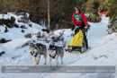 Class D dog sled racing team