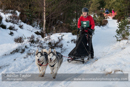 Class D Racing Team in the 30th Siberian Husky Club of GB Arden Grange Aviemore Sled Dog Rally 2013
