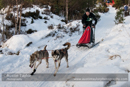 Class D Racing Team in the 30th Siberian Husky Club of GB Arden Grange Aviemore Sled Dog Rally 2013