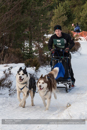 Class D Racing Team in the 30th Siberian Husky Club of GB Arden Grange Aviemore Sled Dog Rally 2013