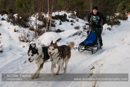 Class D Racing Team in the 30th Siberian Husky Club of GB Arden Grange Aviemore Sled Dog Rally 2013