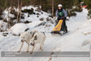 Class D Racing Team in the 30th Siberian Husky Club of GB Arden Grange Aviemore Sled Dog Rally 2013