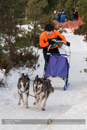 Class D Racing Team in the 30th Siberian Husky Club of GB Arden Grange Aviemore Sled Dog Rally 2013