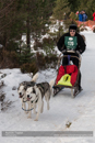 Class D Racing Team in the 30th Siberian Husky Club of GB Arden Grange Aviemore Sled Dog Rally 2013