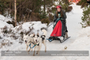 Class D Racing Team in the 30th Siberian Husky Club of GB Arden Grange Aviemore Sled Dog Rally 2013