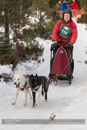 Class D Racing Team in the 30th Siberian Husky Club of GB Arden Grange Aviemore Sled Dog Rally 2013