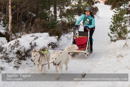 Class D Racing Team in the 30th Siberian Husky Club of GB Arden Grange Aviemore Sled Dog Rally 2013