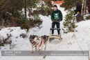 Class D Racing Team in the 30th Siberian Husky Club of GB Arden Grange Aviemore Sled Dog Rally 2013