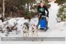 Class D Racing Team in the 30th Siberian Husky Club of GB Arden Grange Aviemore Sled Dog Rally 2013