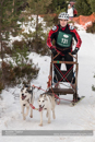 Class D Racing Team in the 30th Siberian Husky Club of GB Arden Grange Aviemore Sled Dog Rally 2013