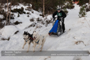 Class D Racing Team in the 30th Siberian Husky Club of GB Arden Grange Aviemore Sled Dog Rally 2013