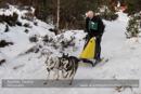 Class D Racing Team in the 30th Siberian Husky Club of GB Arden Grange Aviemore Sled Dog Rally 2013