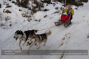 Class D Racing Team in the 30th Siberian Husky Club of GB Arden Grange Aviemore Sled Dog Rally 2013