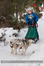 Class D Racing Team in the 30th Siberian Husky Club of GB Arden Grange Aviemore Sled Dog Rally 2013