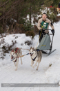 Class D Racing Team in the 30th Siberian Husky Club of GB Arden Grange Aviemore Sled Dog Rally 2013