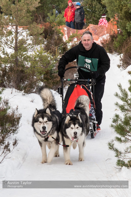 Class D2 Racing Team in the 30th Siberian Husky Club of GB Arden Grange Aviemore Sled Dog Rally 2013