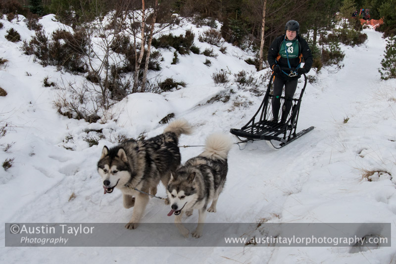 Class D2 Racing Team in the 30th Siberian Husky Club of GB Arden Grange Aviemore Sled Dog Rally 2013
