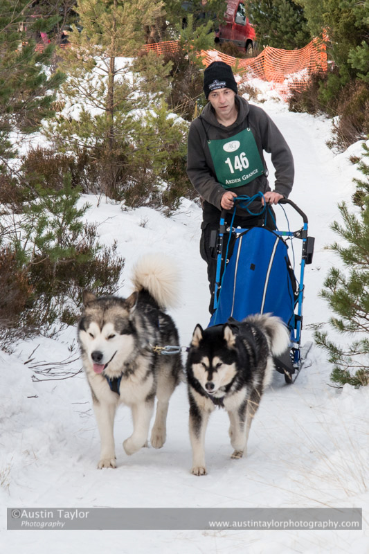 Class D2 Racing Team in the 30th Siberian Husky Club of GB Arden Grange Aviemore Sled Dog Rally 2013