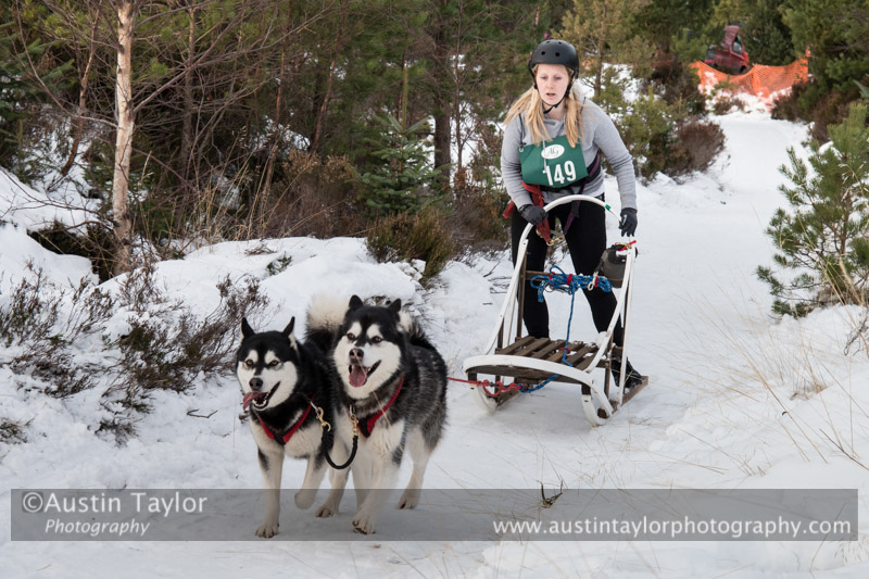 Class D2 Racing Team in the 30th Siberian Husky Club of GB Arden Grange Aviemore Sled Dog Rally 2013