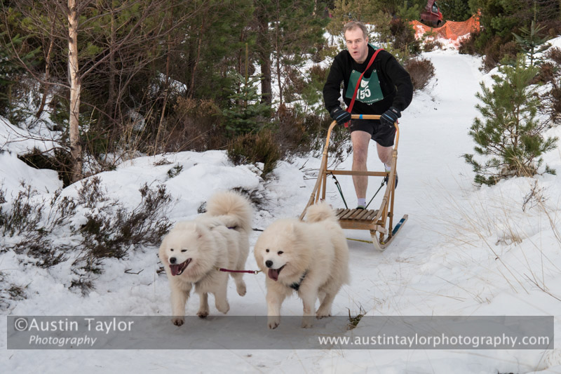 Class D2 Racing Team in the 30th Siberian Husky Club of GB Arden Grange Aviemore Sled Dog Rally 2013