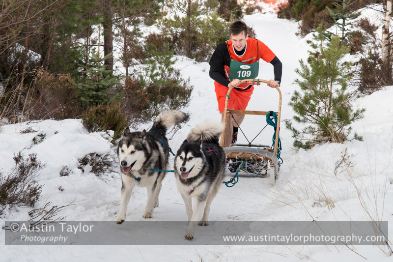 Class D2 Racing Team in the 30th Siberian Husky Club of GB Arden Grange Aviemore Sled Dog Rally 2013