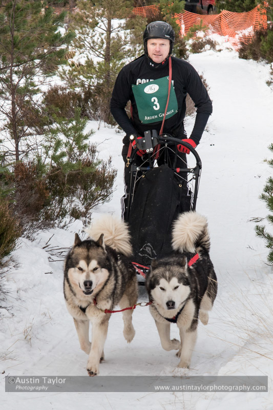 Class D2 Racing Team in the 30th Siberian Husky Club of GB Arden Grange Aviemore Sled Dog Rally 2013