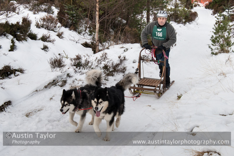 Class D2 Racing Team in the 30th Siberian Husky Club of GB Arden Grange Aviemore Sled Dog Rally 2013