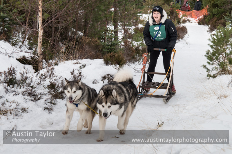 Class D2 Racing Team in the 30th Siberian Husky Club of GB Arden Grange Aviemore Sled Dog Rally 2013