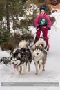 Class D2 Racing Team in the 30th Siberian Husky Club of GB Arden Grange Aviemore Sled Dog Rally 2013