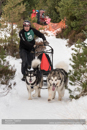Class D2 Racing Team in the 30th Siberian Husky Club of GB Arden Grange Aviemore Sled Dog Rally 2013