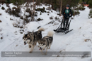 Class D2 Racing Team in the 30th Siberian Husky Club of GB Arden Grange Aviemore Sled Dog Rally 2013
