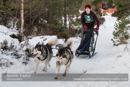 Class D2 Racing Team in the 30th Siberian Husky Club of GB Arden Grange Aviemore Sled Dog Rally 2013