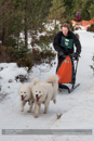 Class D2 Racing Team in the 30th Siberian Husky Club of GB Arden Grange Aviemore Sled Dog Rally 2013