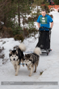Class D2 Racing Team in the 30th Siberian Husky Club of GB Arden Grange Aviemore Sled Dog Rally 2013