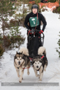 Class D2 Racing Team in the 30th Siberian Husky Club of GB Arden Grange Aviemore Sled Dog Rally 2013