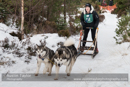 Class D2 Racing Team in the 30th Siberian Husky Club of GB Arden Grange Aviemore Sled Dog Rally 2013