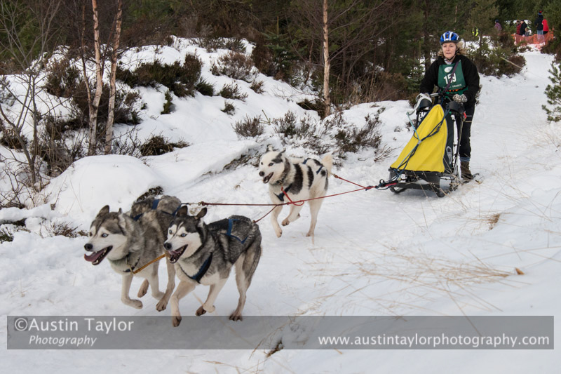 Class E Racing Team in the 30th Siberian Husky Club of GB Arden Grange Aviemore Sled Dog Rally 2013