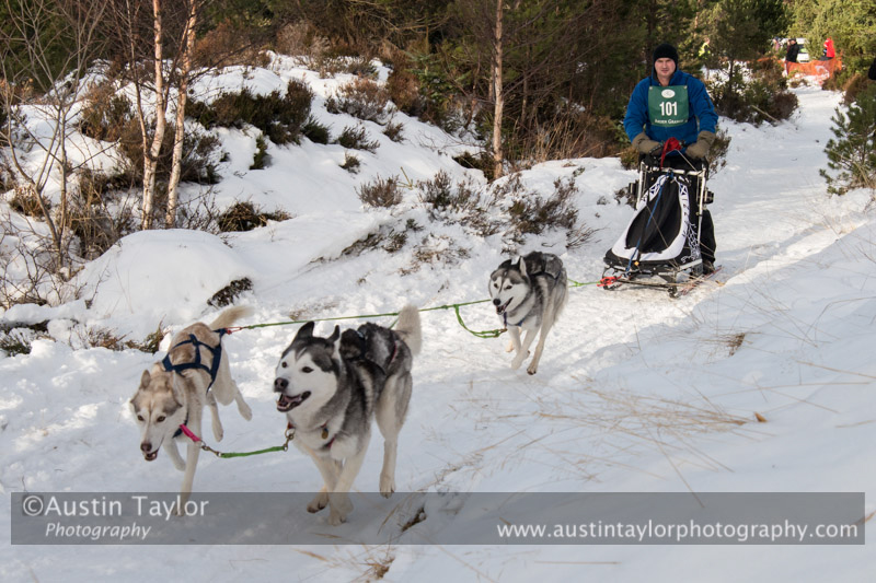 Class E Racing Team in the 30th Siberian Husky Club of GB Arden Grange Aviemore Sled Dog Rally 2013