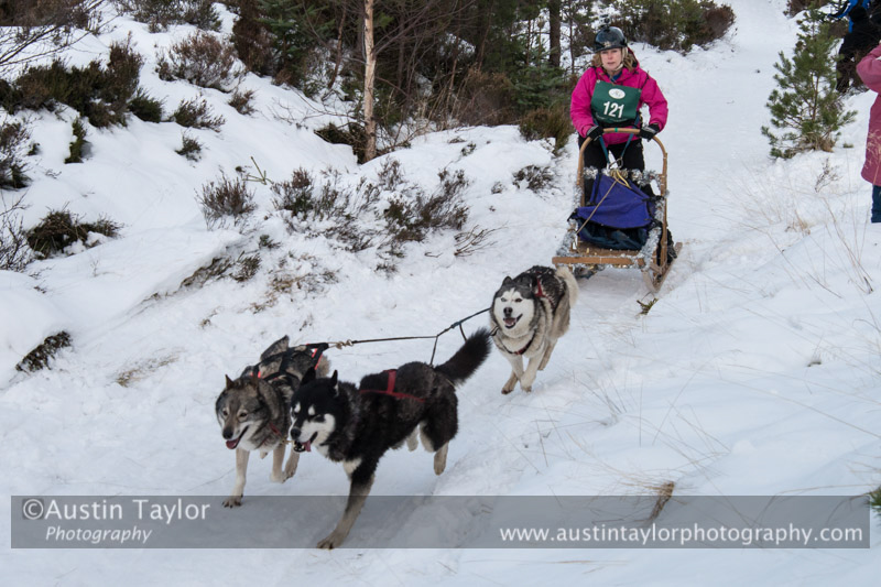 Class E Racing Team in the 30th Siberian Husky Club of GB Arden Grange Aviemore Sled Dog Rally 2013