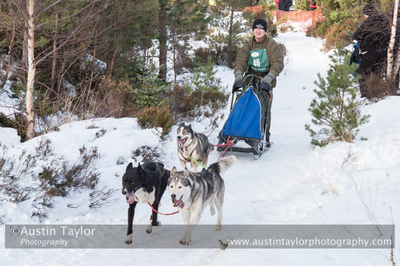 Class E Racing Team in the 30th Siberian Husky Club of GB Arden Grange Aviemore Sled Dog Rally 2013