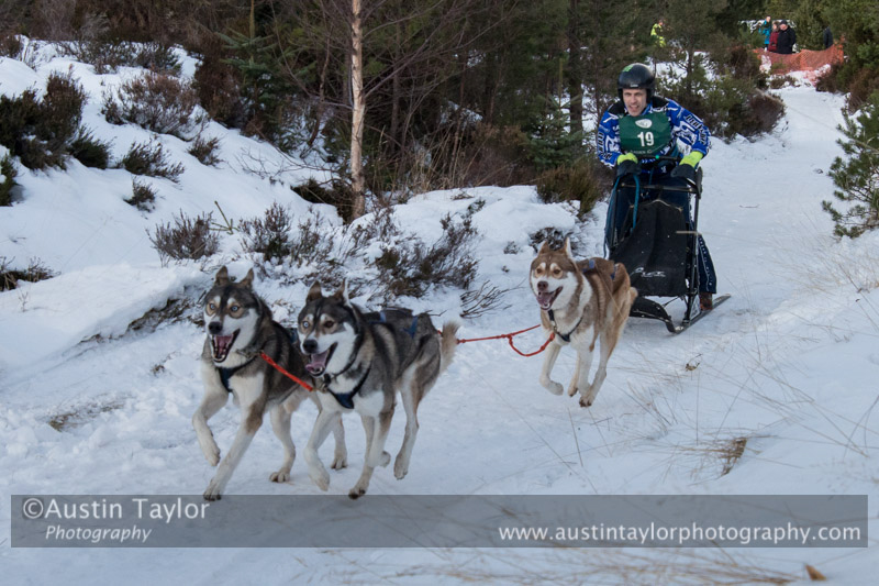 Class E Racing Team in the 30th Siberian Husky Club of GB Arden Grange Aviemore Sled Dog Rally 2013