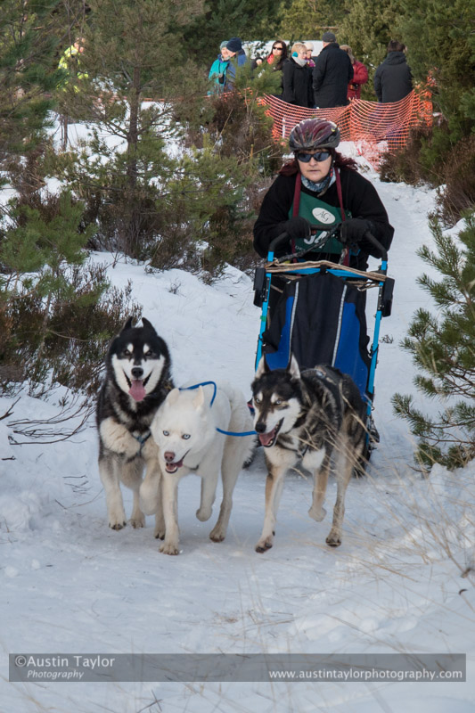 Class E Racing Team in the 30th Siberian Husky Club of GB Arden Grange Aviemore Sled Dog Rally 2013