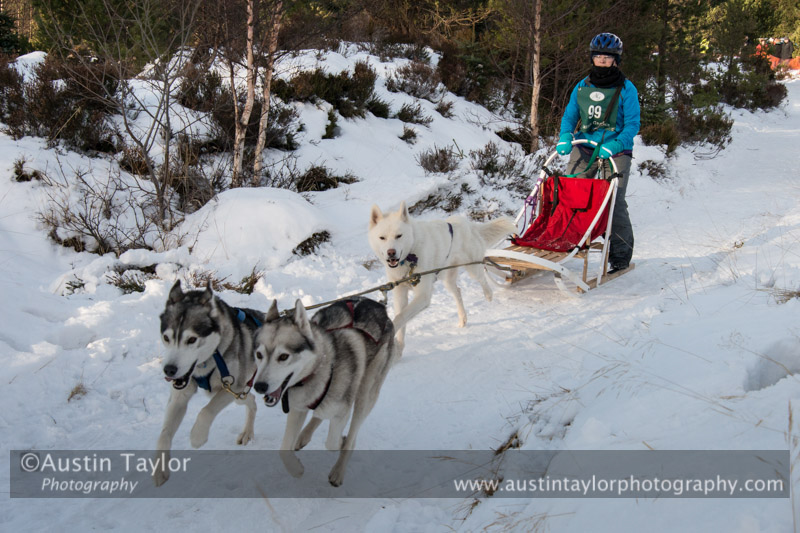 Class E Racing Team in the 30th Siberian Husky Club of GB Arden Grange Aviemore Sled Dog Rally 2013