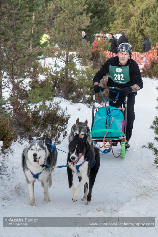 Class E Racing Team in the 30th Siberian Husky Club of GB Arden Grange Aviemore Sled Dog Rally 2013