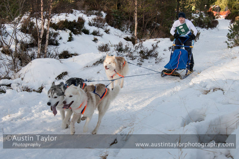 Class E Racing Team in the 30th Siberian Husky Club of GB Arden Grange Aviemore Sled Dog Rally 2013